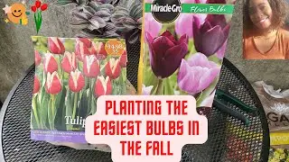 Planting the easiest bulbs in the Fall Season - #bulbs #diy #garden #backyard