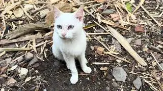 London the white cat&rsquo;s adventure 🐱 #catventures #whitecat #catactivities
