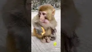 Monkey Funny video compilation #660 #Shorts