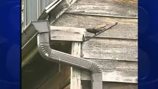 WILD MOMENTS: Starlings not popular