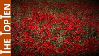 The Top Ten Most Beautiful Red Flowers