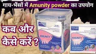 Amunity powder virbac | Amunity powder improves immunity of udder,How to use Amunity powder