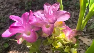 Late Spring Garden Tour (2025)