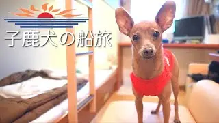 【50代未婚女性と子鹿犬】大きな船で子鹿犬と旅にでます。さんふらわあ号【ミニピン】