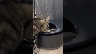 Since Skye has been strictly on a wet food diet, the Polar Wet Food Feeder by @Petlibro #viralvideo