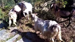 Two lady goats fight for one male | Goat fight | goat video