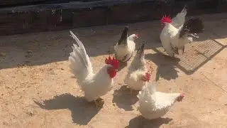 😳🤩How to feed bentum wheat flour balls#viral #youtubevideo #trending 🥰🥰