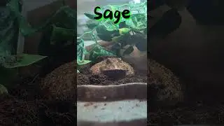 My Pacman Frog Family | From Oldest to Youngest (Sunny, Sage & Java) #pacmanfrog #frogfeeding #frog
