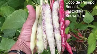 September: BEANS / Do you dry your beans or do you pick them demi-sec?