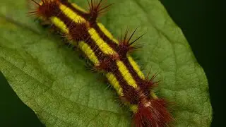 Metamorphose - Blue Morphofalter-Raupe verpuppt sich FULL MOVIE by K. Ziack