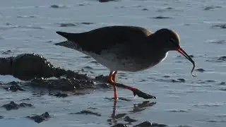 #Redshank #Foraging