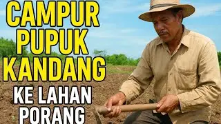 Cara Mencampur Pupuk Kandang Ke Lahan Porang🌱| Bikin Subur & Panen Gede!