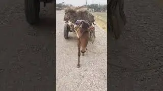 amazing moment Assam#shortvideo