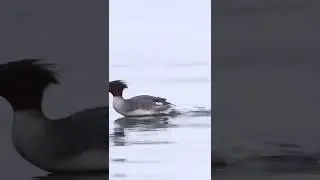 A merganser getting out of Dodge. #canadianwildlife #wildlifeig #wildlifevideos #shorts #viral