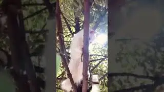 Cute crazy cat pets kitty baby cutiepie kitten viral | ms_meoww's vlog |