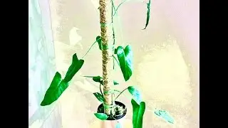 Unpopular philodendron series part 22 : philodendron deflexum : my first Ecuagenera import!