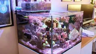 Waterbox 55.2 Saltwater Reef Frag Tank Aquarium October 2024 Update
