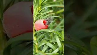red-eyed Muscid on a Yew berry