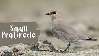 Bird of the day.. Small Pratincole - Glareola lactea