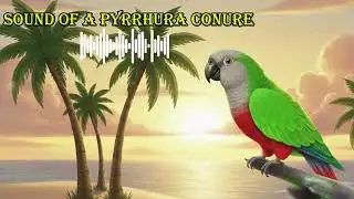 SOUND OF A PYRRHURA CONURE 🔊 What does a pyrrhura conure sound