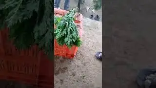 Careful!! keep spinach fresh by chemical|cultivate your own food| support organic farming.🎋
