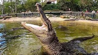 Crocodiles & Alligators Everywhere,