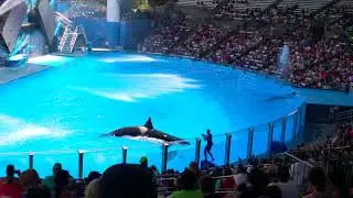 MIAMI ACUARIO AGT15