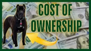 The True Cost of Owning a Cane Corso: What You NEED to Know!