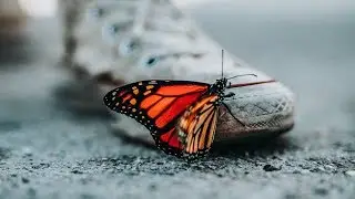 Enharmor - Butterfly (Original Mix)