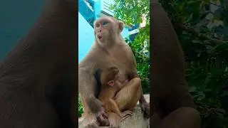 monkey nice voice #bandar #monkey #monkeyvoice #monkeyvideo