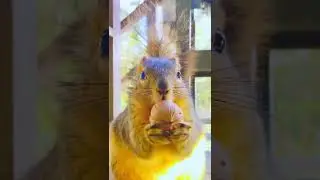 Spoiling A Squirrel With A Walnut In-shell🌰🐿️🐾💓😁 #Shorts
