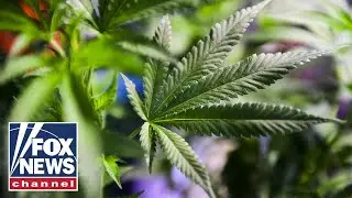 Experts SOUND ALARM on impact of cannabis as states legalize use