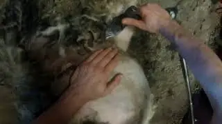 Gammelnorsk Sp&aelig;lsau prelamb gopro