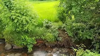 Small Water stream | Shree Swami Samarth Math | Hadpid | Devgad
