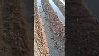 How to garlic forming in Pakistan | Desi Gulabi 756 garlic