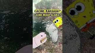 Cacing besar Alaska Spongebob ada di Indonesia? #animals #spongebob #hewan