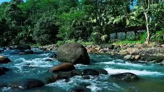 Jungle River with Giant Boulder &ndash; Nature Sounds for Study Focus, Mental Clarity & Calm Energy