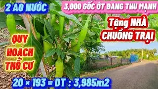 S:231🏡NH&Agrave; VƯỜN SẴN NGUỒN THU NHẬP KHỦNG-3.000 GỐC ỚT -2 AO C&Aacute;  - HỆ THỐNG TƯỚI TỰ ĐỘNG ,1tỷ100 
