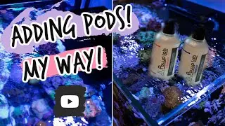 Добавление веслоногих рачков в рифовый аквариум. Метод WaterboxReef!