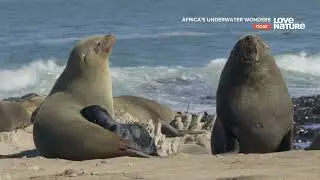 Africa's Underwater Wonders 2of5 Cape Fur Seals