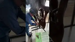 Meet Nicole: Massive Torosaurus Skull on Display!