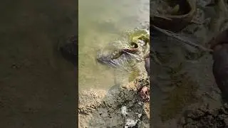 The most satisfying sound? The splash of freedom! 💧🎧#shorts #fish #animals