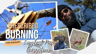 🔥 Why Prescribed Fire Matters in Longleaf Pine Ecosystems 🔥