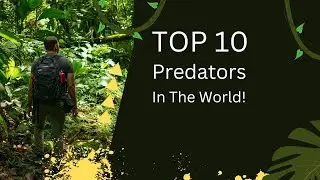 Top 10 Predators In The World! |Top 10 Channel