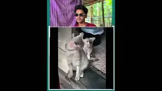 cat reaction🙀#catreflex #cat #tending #subscribe #catlovers
