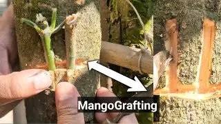 Ultimate Mango Grafting Techniques & Cutting Secrets l Grow Mango Trees at Home, KrishiGreenGrowthss