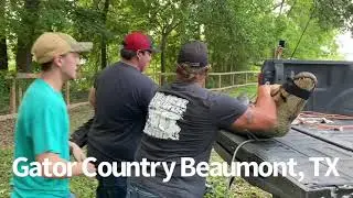Horses find the Nuisance Alligator at Stable-Spirit Rose City, Texas