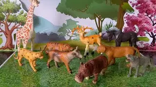 Giraffe Tiger Lion Deer Goat Hipopotamus Wolf Horse | ASMR Animal Toys