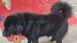 Himalayan sheep dog 😍 10 साल का है ये भोटिआ डॉग 🙏 quality no 1 @namasteharshil 