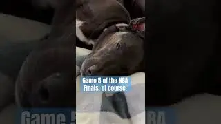 Deep Thinking - NBA Finals GM 5: OKC v IND  #nba #hoops #basketball #dogs #pets #animals #funny